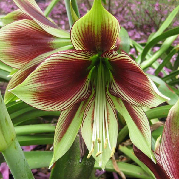 Papilio Amaryllis Bulbs - 10 Bulbs🎁