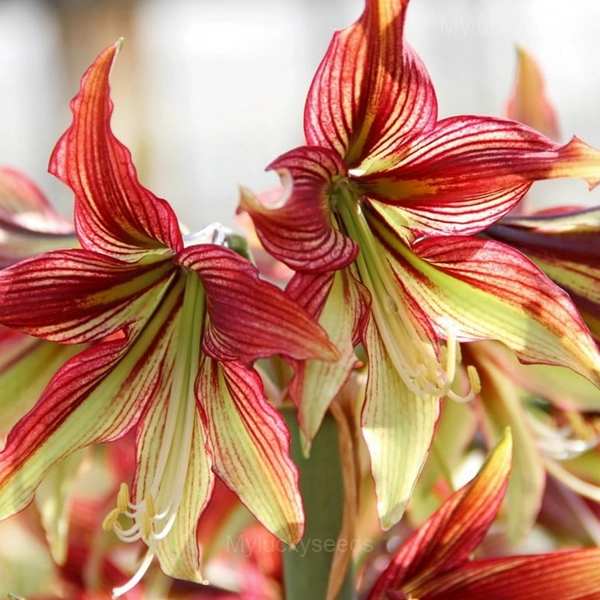 Mystica Amaryllis Bulbs - 2 Bulbs💗