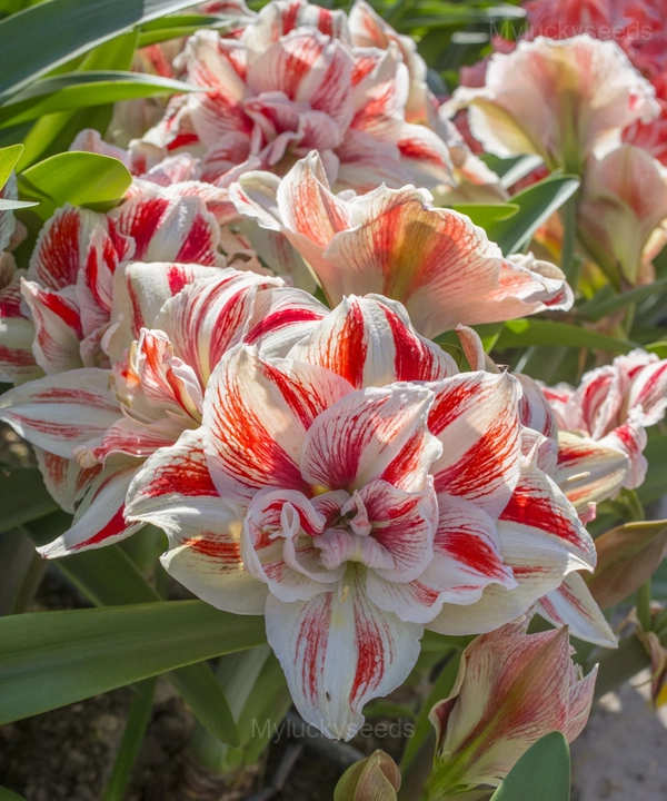 Bright Nymph Amaryllis Bulbs - 2 Bulbs💛