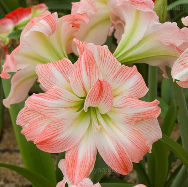 Double Giant Amadeus Amaryllis Bulbs - 5 Bulbs🌱