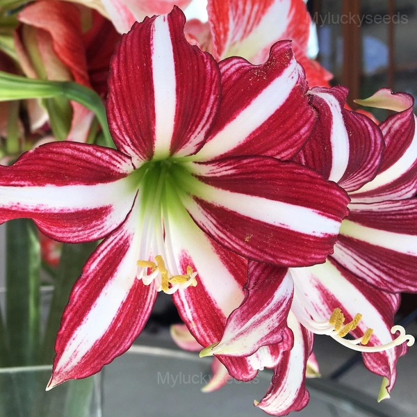 Santiago Amaryllis Bulbs - 3 Bulbs🎁🔥