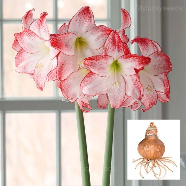 Grandise Fantasy Amaryllis Bulbs