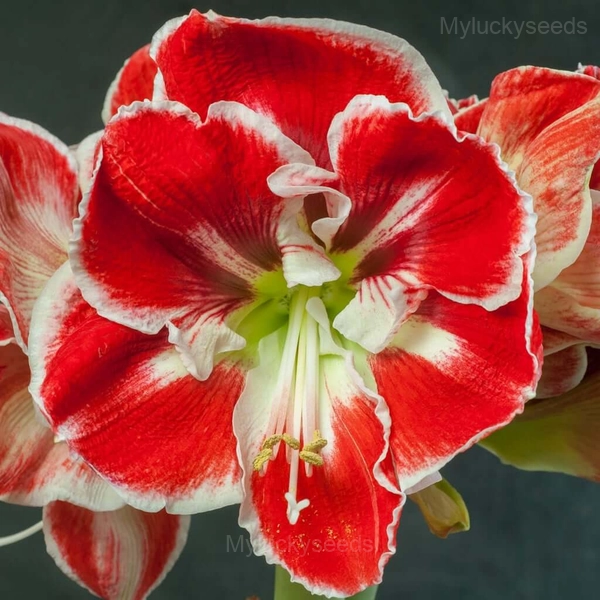 Samba Amaryllis Bulbs - 10 Bulbs🌱