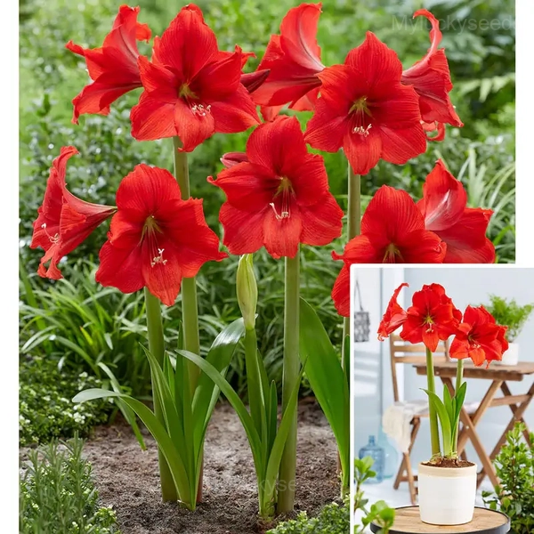 Red Pearl Amaryllis Bulbs - 3 Bulbs👍🔥