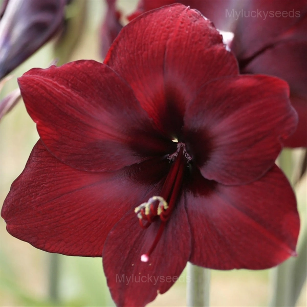 Deep Red Amaryllis Bulbs - 2 Bulbs🎁