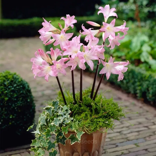 Belladonna Amaryllis Bulbs - 3 Bulbs💛🔥