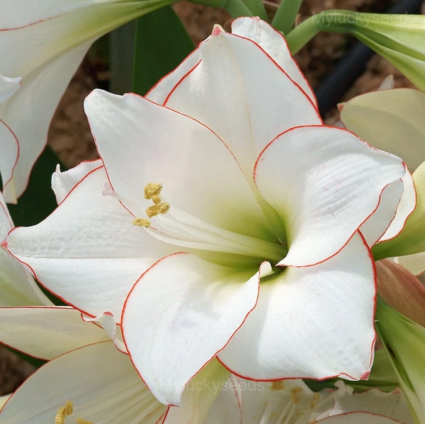 Picasso Amaryllis Bulbs - 2 Bulbs👍