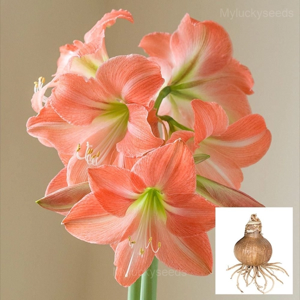 King Star Amaryllis Bulbs - 10 Bulbs🎁