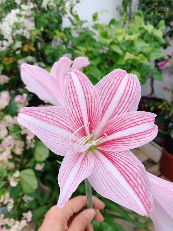 Star Lily Amaryllis Bulbs - 3 Bulbs💛🔥