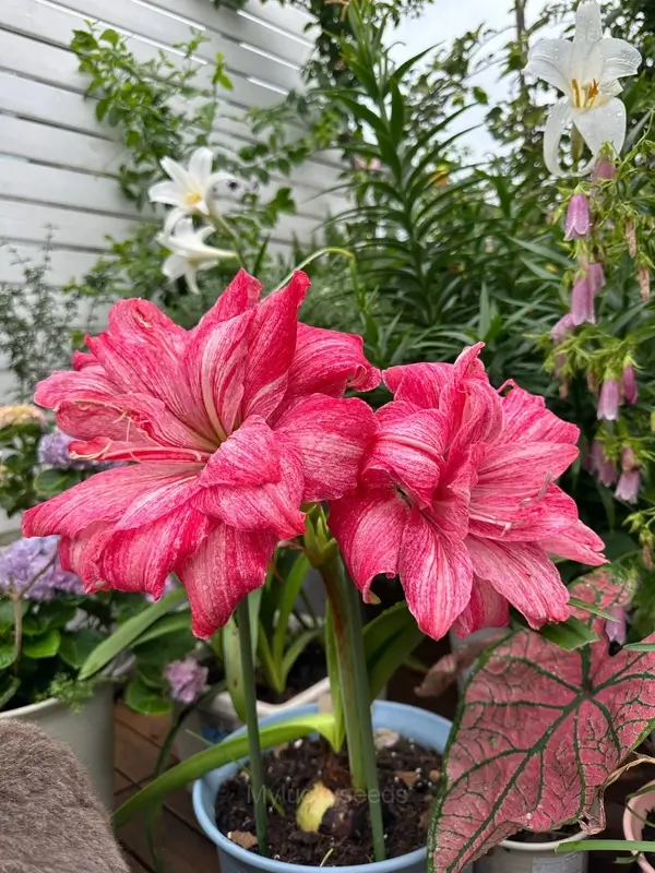 Regal Mistress Amaryllis Bulbs - 10 Bulbs💗