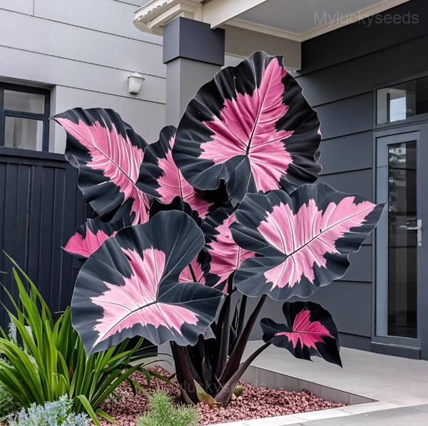 Tropical Caladium Bulbs - 50⬛💗, 5 Bulbs